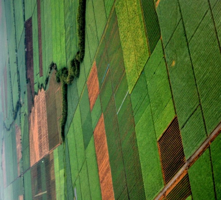 Sädesfält i Bolivia