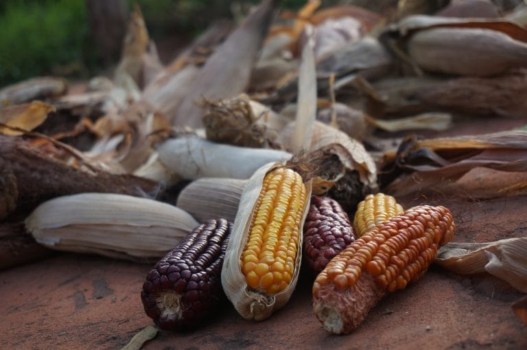 Moder Jords dag – även alla människors dag