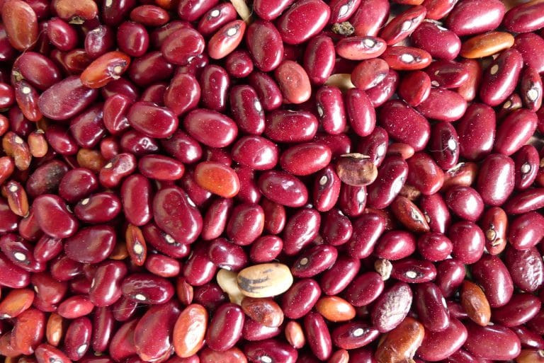 Fröer ska få vara fria – Ett porträtt om Vera Lúcia och kampen om fröerna